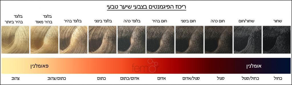 צבע שיער והפיגמנטים תחתיו
